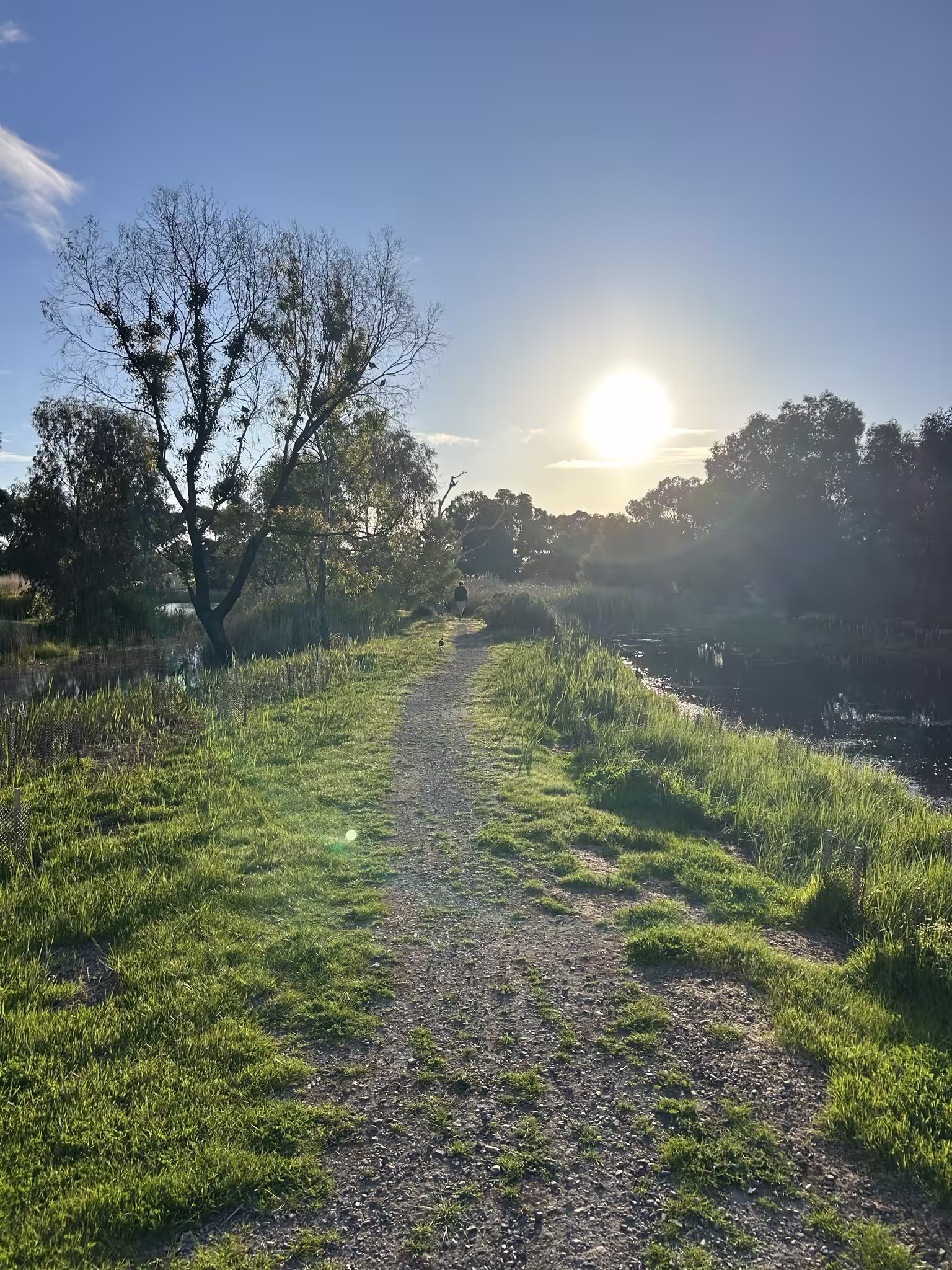 Sunlight breaking over a winding path through the South Australian bush