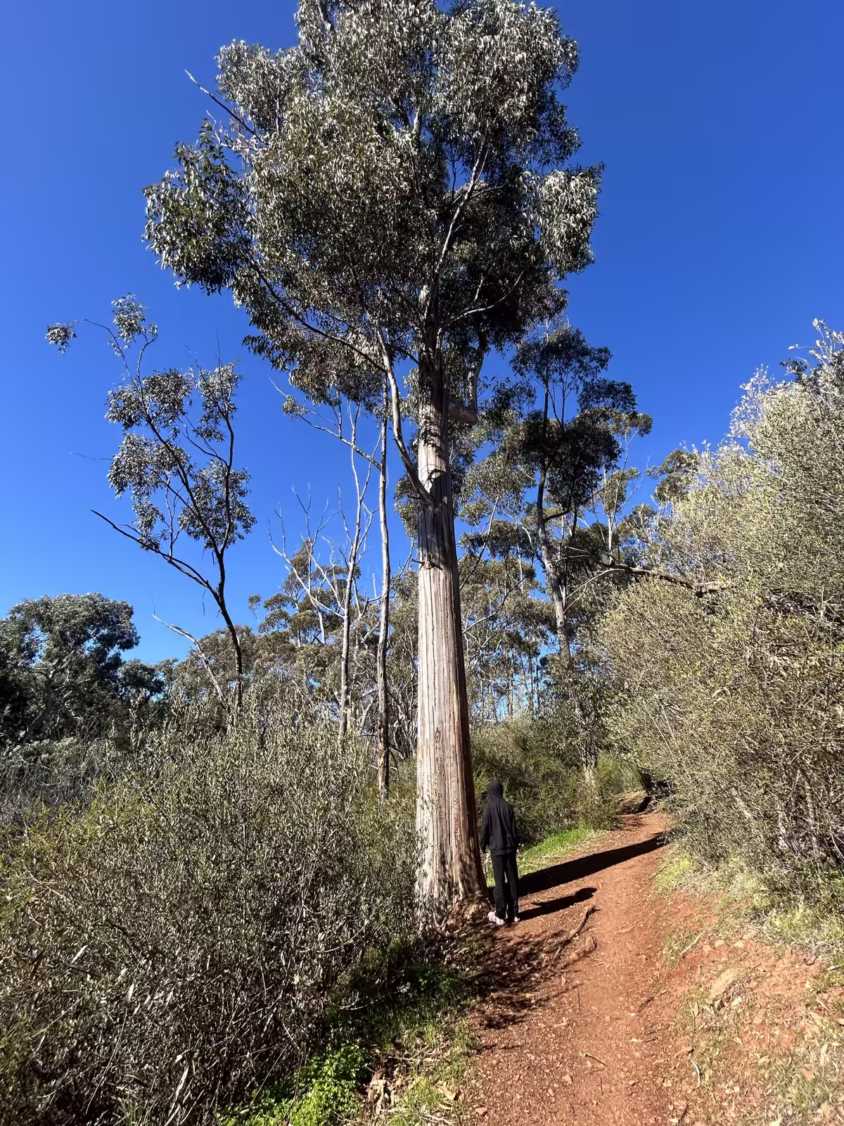 A tall gum tree beside a red-earth bush track