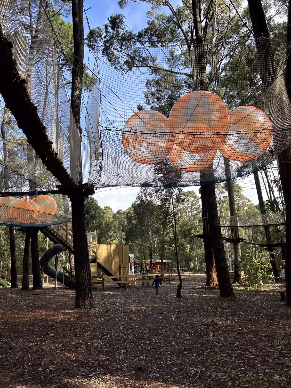 A treetop ropes and climbing course among the gums