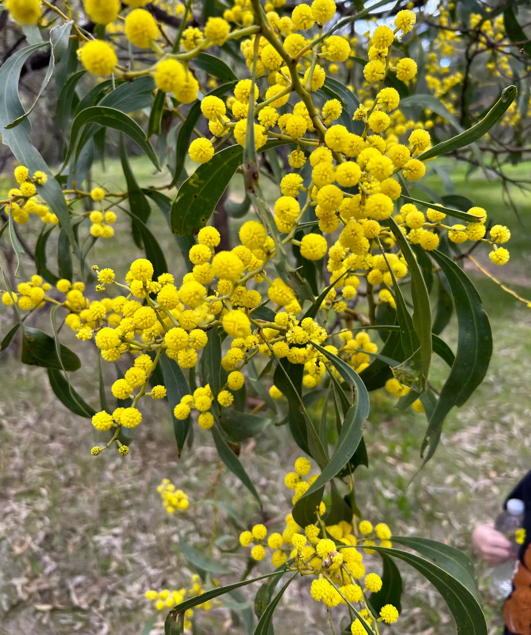 Golden wattle in bloom on a bush walk